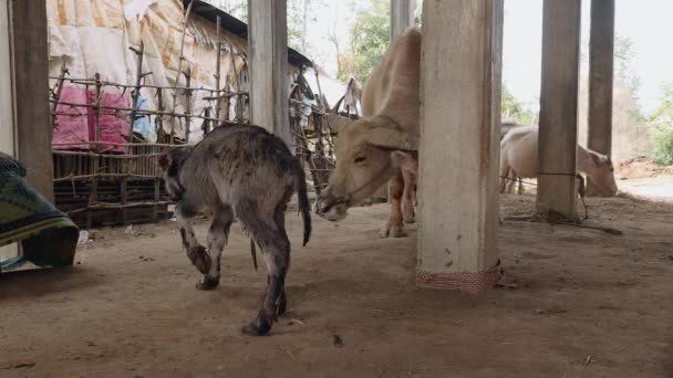 Büffelkalb steht zum ersten Mal auf den Beinen in einem Stall neben seiner Mutter, die mit einem Seil gefesselt ist - Filmmaterial, Video