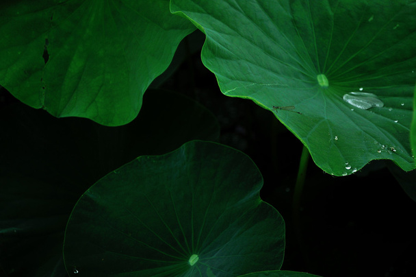 Elegant and delightful lotus's leaf - Photo, Image