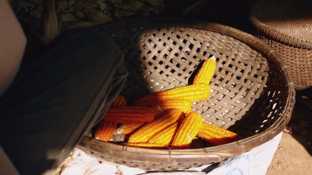 Shucked corn dumped into wreath basket with bamboo between shadow and light - Footage, Video