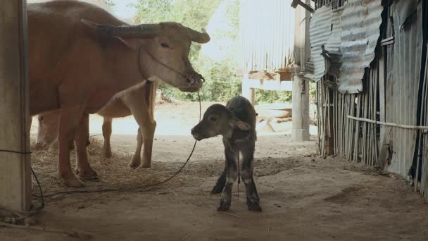 Büffelkalb steht zum ersten Mal auf den Füßen in einem Stall neben seiner Büffelmutter, die an Seilen gefesselt Gras frisst - Filmmaterial, Video