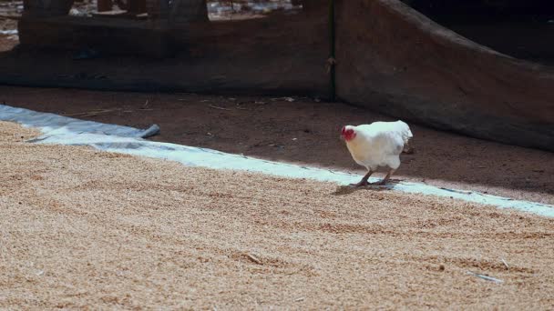 Pollo picoteando semillas de arroz puestas en una lona molida y huye
 - Imágenes, Vídeo
