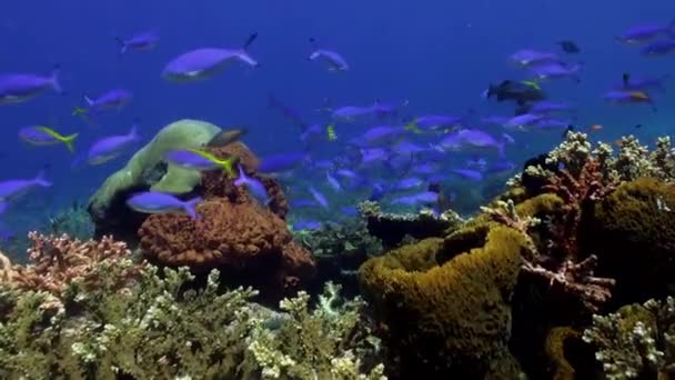 食べ物を探して岩礁に多くの青魚. - 映像、動画