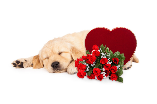 Golden Retriever and Roses - Photo, Image