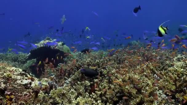 きれいな海のサンゴ礁に青い魚の群れ. - 映像、動画