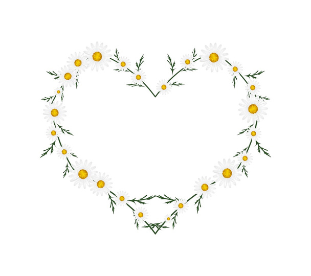 Beautiful White Daisy Flowers in Heart Shape - ベクター画像