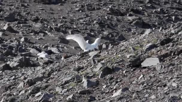 Wandernde Albatrosse auf Felsen - Filmmaterial, Video