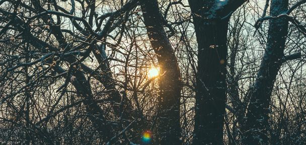 Winter In Forest - Φωτογραφία, εικόνα