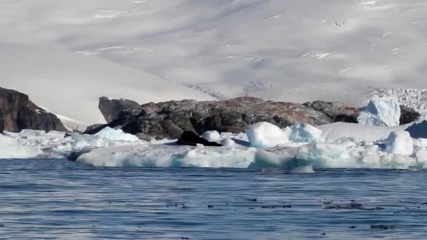 氷山にヒョウアザラシ - 映像、動画