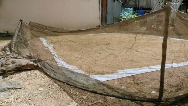 panning shot to sun drying of rice seeds spread on the ground and covered with net fence wire - Footage, Video