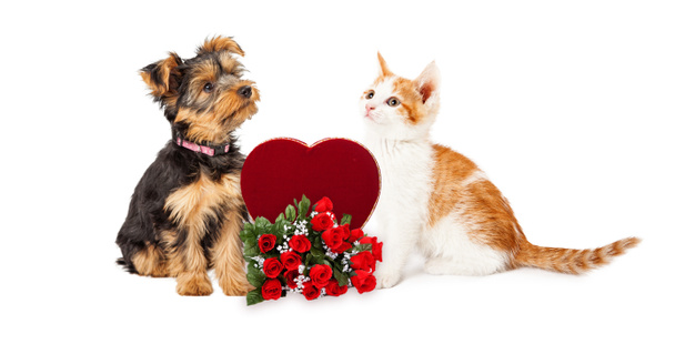 kotě a štěně s růží - Fotografie, Obrázek