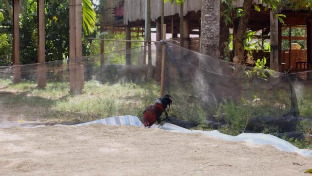 Gallo picoteando semillas de arroz puestas en una lona molida
 - Metraje, vídeo
