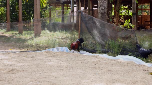 Rooster pecking for rice seeds in pen and black chicken on the side - Footage, Video