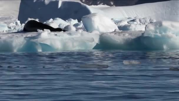 Zeeluipaard op een ijsberg - Video