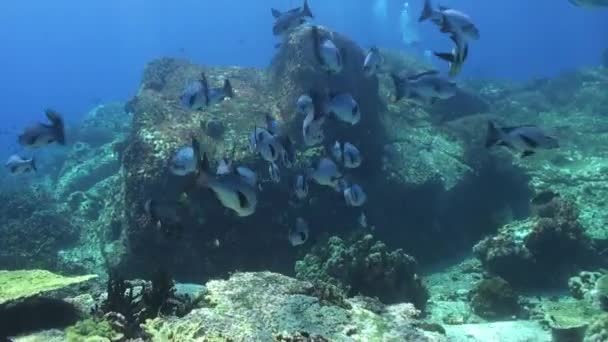 きれいな海のサンゴ礁の青い魚の灰色の学校. - 映像、動画