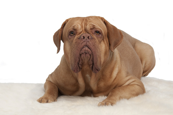 Mastiff français sur tapis de fourrure blanche
 - Photo, image