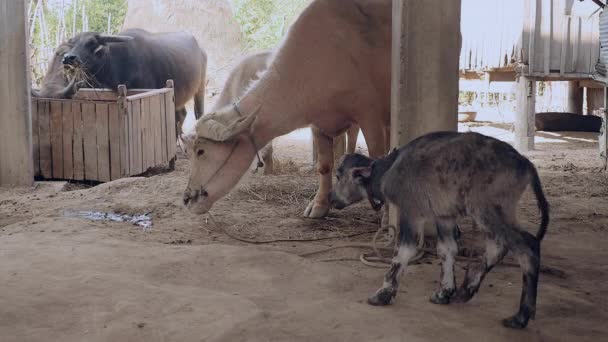  Баффалове теля вперше стоїть в сарай поруч зі своєю матір'ю, пахне і піклується про нього
  - Кадри, відео