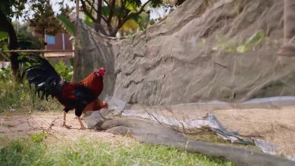 Primer plano del gallo y el pollo tratando de picotear semillas de arroz a través de una red
 - Metraje, vídeo