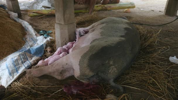 Свинья, привязанная веревкой, пока новорожденные поросята кормят ее сосками для молока
 - Кадры, видео