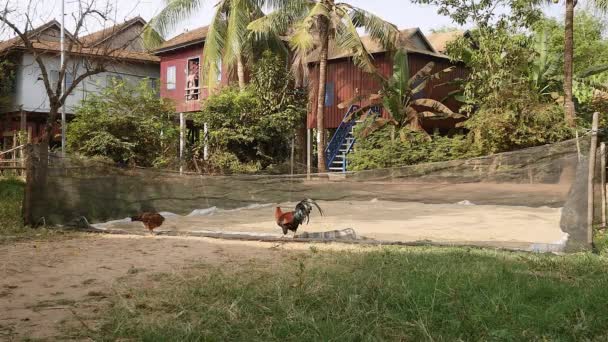 gallo y pollo tratando de picotear semillas de arroz a través de una red
 - Metraje, vídeo