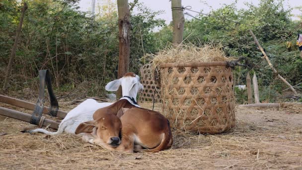 veaux couchés dans une ferme à côté d'un panier de bambou rempli de foin
 - Séquence, vidéo