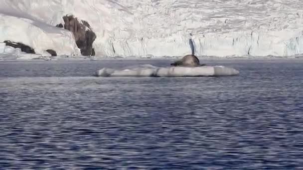 Bir buzdağı üzerinde leopar foku - Video, Çekim