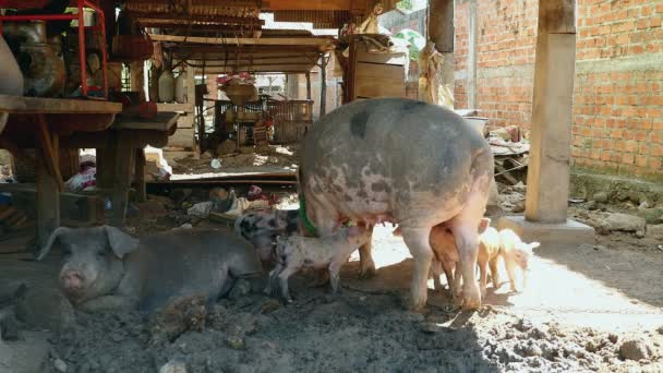 豚、豚に高床式の家の下立っている乳首を把握, - 映像、動画