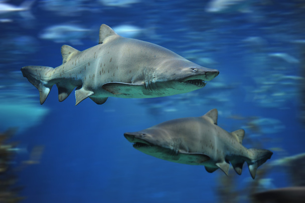 Peces tiburón, tiburón toro, peces marinos bajo el agua
 - Foto, imagen