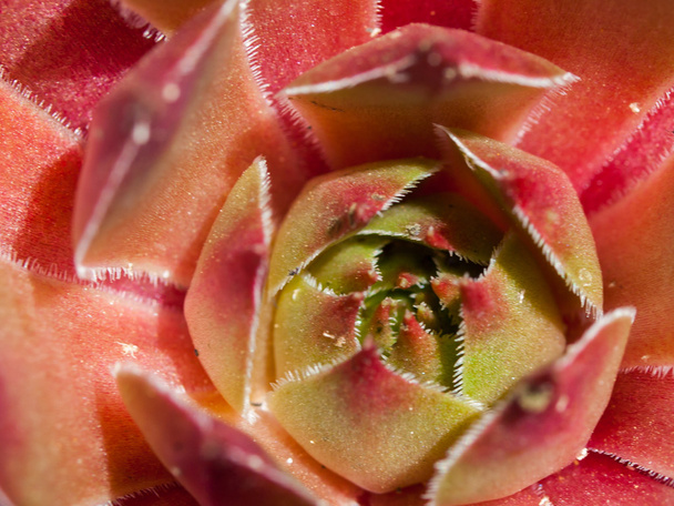 Closeup de plantas de cacto coloridas em plena luz solar
 - Foto, Imagem