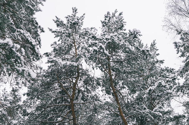 Trees In Snow - Valokuva, kuva