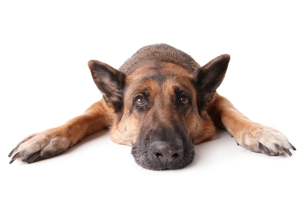 Pose de chien berger allemand
 - Photo, image