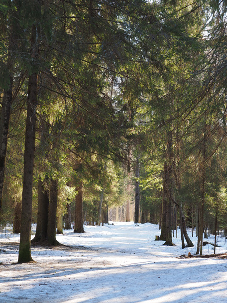 snowy road in the woods - Fotografie, Obrázek