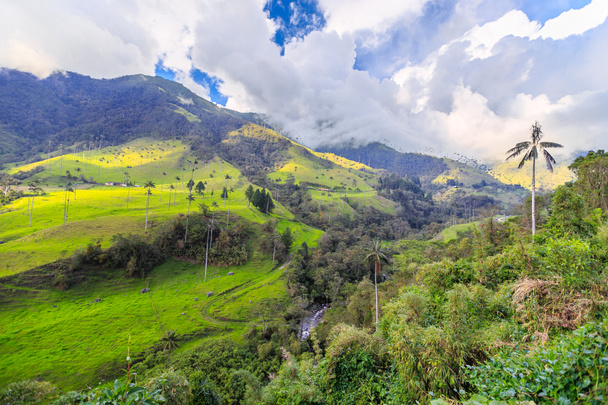 kolumbijské džungli v horách, palmy v cocora údolí, Kolumbie, Latinské Ameriky - Fotografie, Obrázek