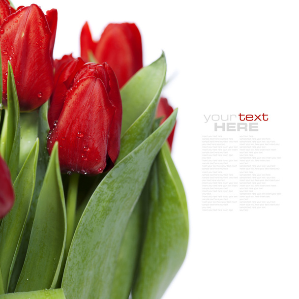 Red tulips - Foto, Imagem