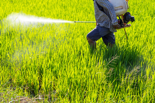 viljelijä, joka ruiskuttaa torjunta-ainetta riisipellolle
 - Valokuva, kuva