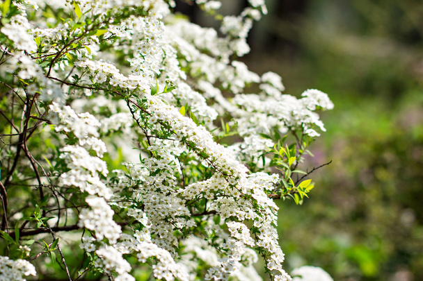 Mooie witte bloei - Foto, afbeelding