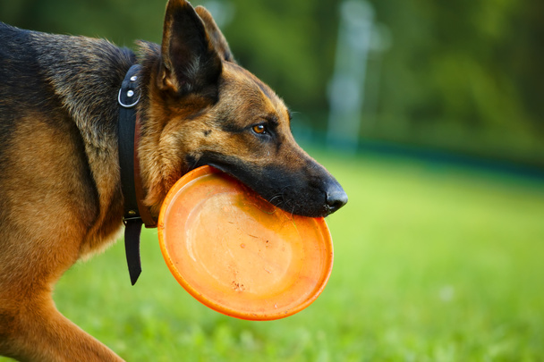 σκυλί με ιπτάμενου δίσκου - Φωτογραφία, εικόνα
