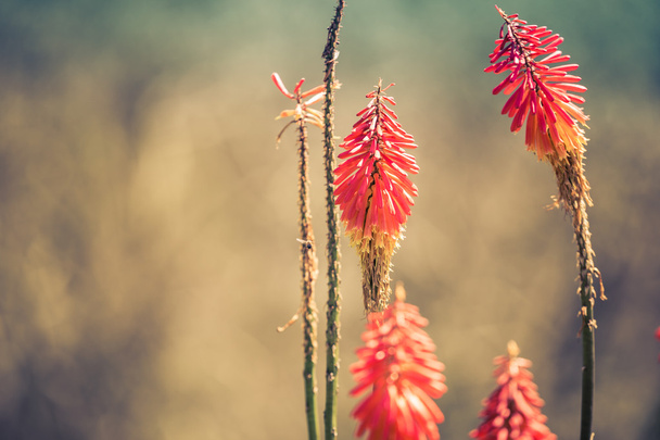 Kniphofia flowers, close up, focus on flowers, bokeh, colombia, cocora valley, latin america - Photo, Image