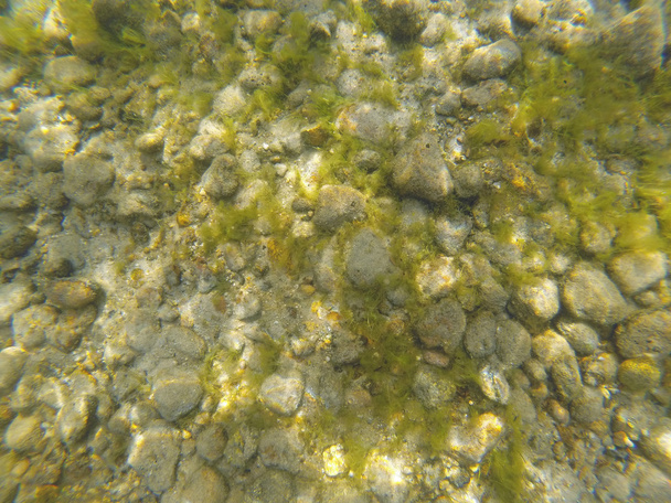 石、砂、および湖の底部に藻類の背景 - 写真・画像