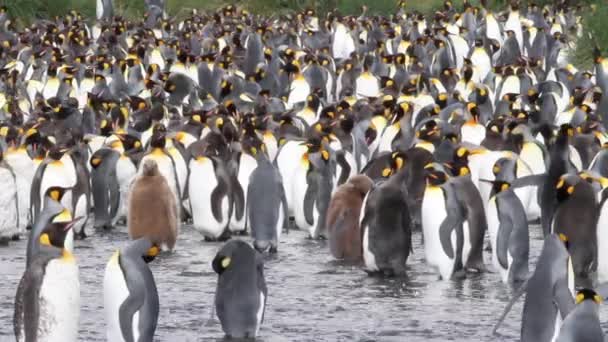 Grupo de pingüinos colonia
 - Metraje, vídeo