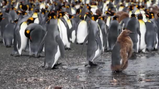 ペンギンの植民地のグループ - 映像、動画