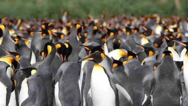 Grupo de pinguins colônia
 - Filmagem, Vídeo