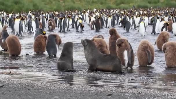 Group of penguins and southern fur seals - Footage, Video
