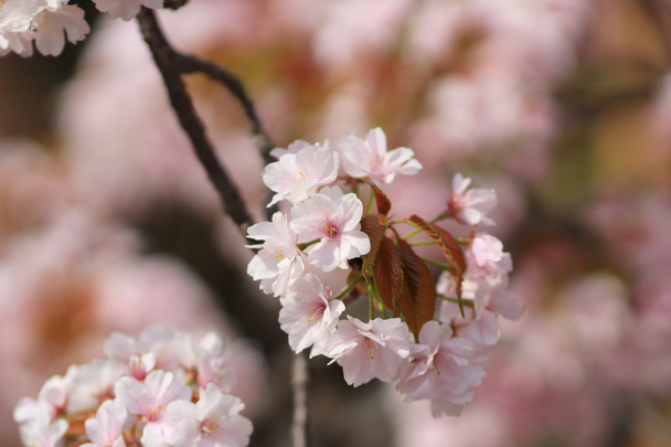 Sakura Osaka, Japani Minttu
 - Valokuva, kuva