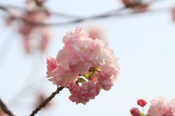 Sakura Mint Osaka, Japonia - Zdjęcie, obraz