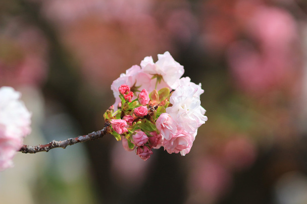 Sakura Osaka, hortelã do Japão
 - Foto, Imagem