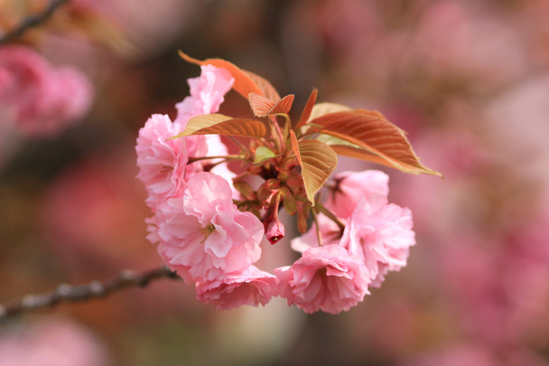 Sakura Osaka, hortelã do Japão
 - Foto, Imagem