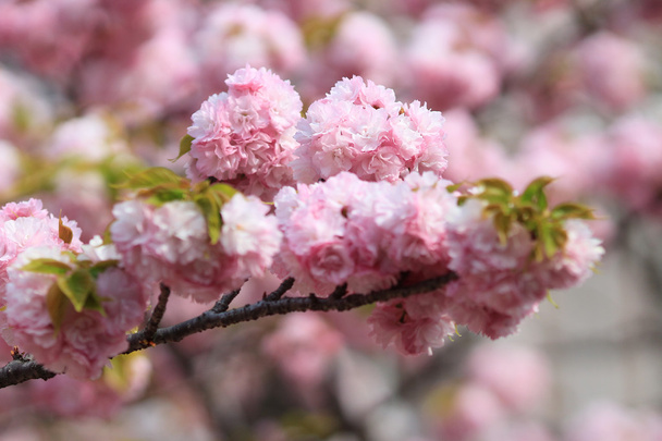 Sakura máta Osaka, Japonsko - Fotografie, Obrázek