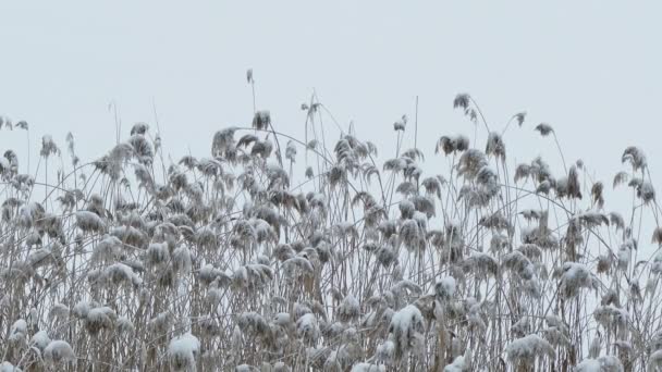 Kış kuru ot bataklık sazlık karda doğa yatıyor - Video, Çekim