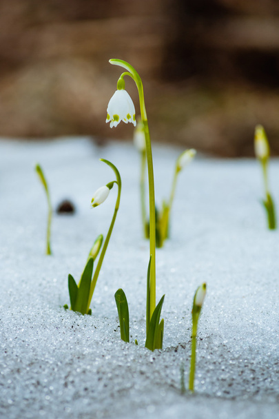 Sněženky na sněhu v lese - Fotografie, Obrázek