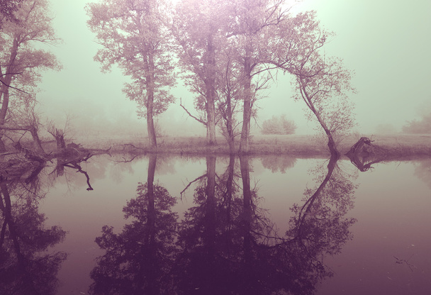 Niebla mágica en el bosque
 - Foto, Imagen